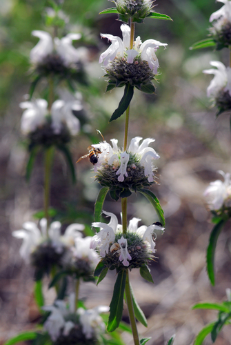 Pony beebalm (Monarda pectinata)