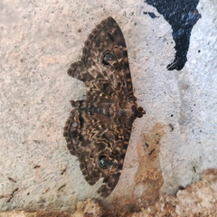 Speiredonia