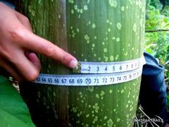 Amorphophallus titanum