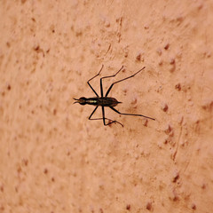 Telostylinus lineolatus