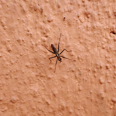 Telostylinus lineolatus