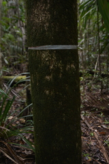 Pycnandra acuminata