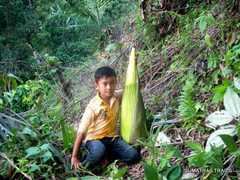 Amorphophallus titanum