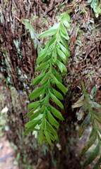 Tmesipteris sigmatifolia