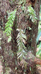 Tmesipteris sigmatifolia