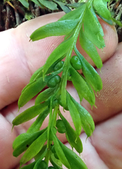 Tmesipteris sigmatifolia