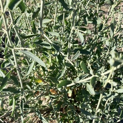 Chenopodium nitrariaceum