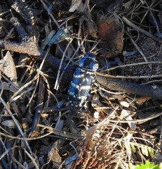 Lampetis dilaticollis