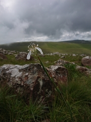 Moraea pubiflora