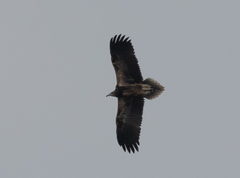 Neophron percnopterus