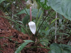 Anthurium huixtlense