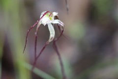 Caladenia polychroma