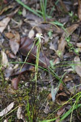 Caladenia polychroma