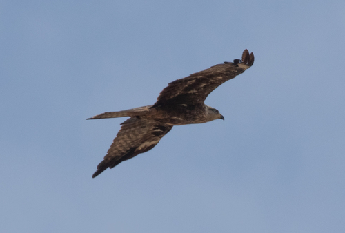 Milano negro (Milvus migrans)