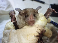 Phyllostomus discolor