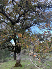 Quercus × eplingii