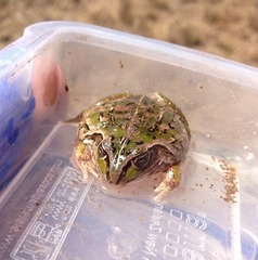 Ranoidea alboguttata