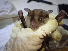 Phyllostomus discolor