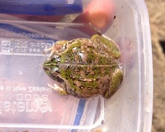 Ranoidea alboguttata