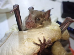 Phyllostomus discolor