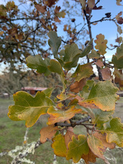 Quercus × eplingii