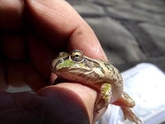 Ranoidea alboguttata