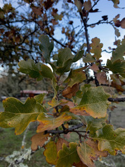 Quercus × eplingii