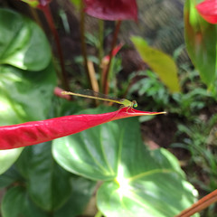 Ceriagrion coromandelianum