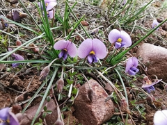 Lotononis complanata