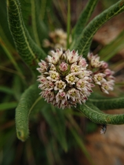 Xysmalobium acerateoides