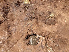 Ranoidea platycephala