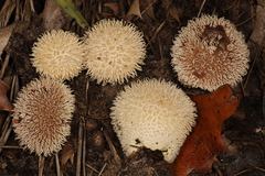 Lycoperdon pulcherrimum