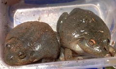 Ranoidea platycephala