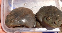 Ranoidea platycephala