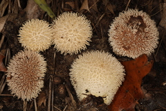 Lycoperdon pulcherrimum