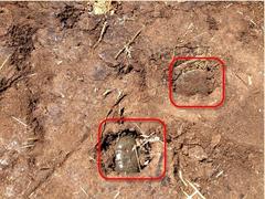 Ranoidea platycephala