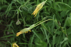 Tragopogon reticulatus