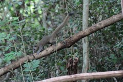 Callosciurus caniceps