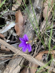 Scaevola ramosissima
