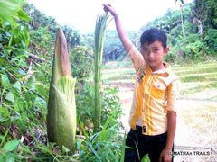 Amorphophallus titanum