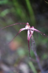 Caladenia polychroma