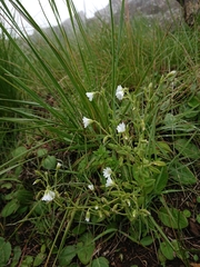 Cerastium arabidis