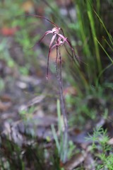 Caladenia polychroma