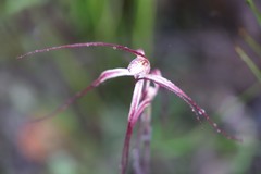Caladenia polychroma