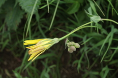 Tragopogon reticulatus