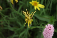 Tragopogon reticulatus