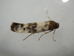 Enolmis acanthella