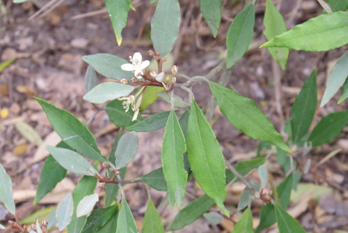 Image of Hoary Caper (Capparis incana) by (c) johnyochum, some rights reserved (CC BY)