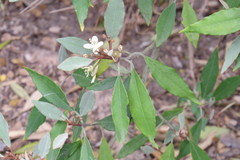 Capparis incana