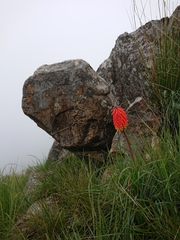 Kniphofia galpinii